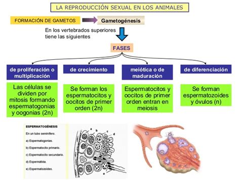La reproducción sexual en animales y plantas 2013