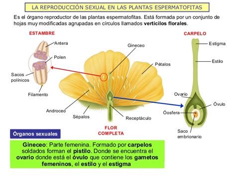 La reproducción sexual en animales y plantas 2013