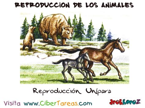 La Reproducción Unípara – Reproducción de los Animales ...