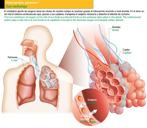 La respiración: oxígeno y supervivencia Icarito