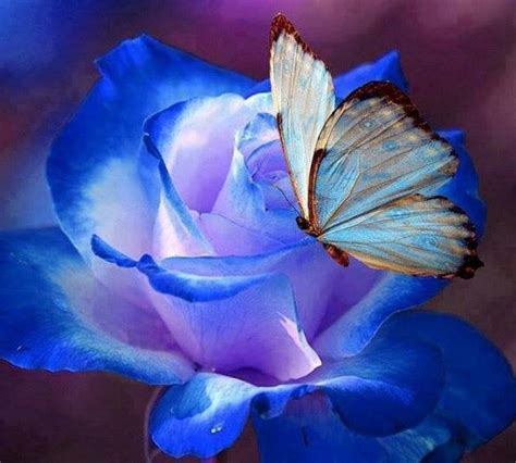 La rosa y la mariposa azul   Falsaria.com