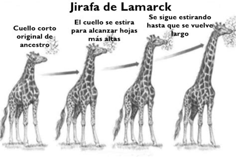 La Teoría de Lamarck y los Postulados de la Evolución ...
