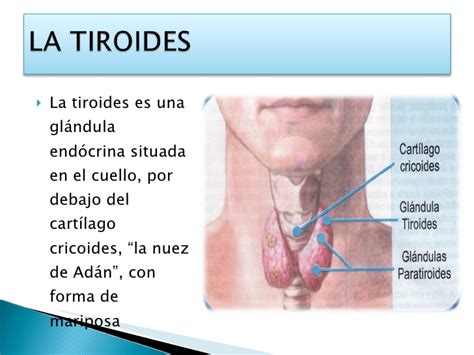 La Tiroides