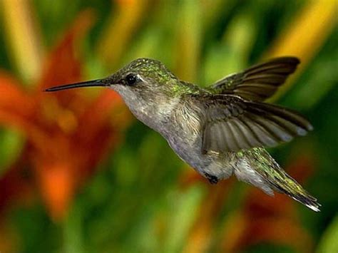 La vida de los colibríes   Taringa!