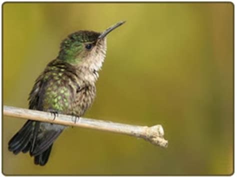 La vida de los colibríes   Taringa!