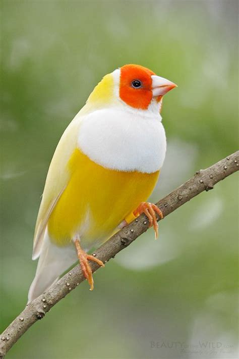 Lady Gouldian Finch | BIRDS OF A FEATHER... | Pinterest ...