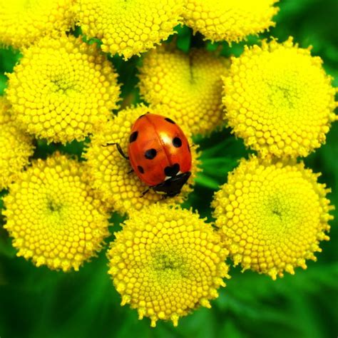 ladybug on yellow flower | Ladybugs | Pinterest