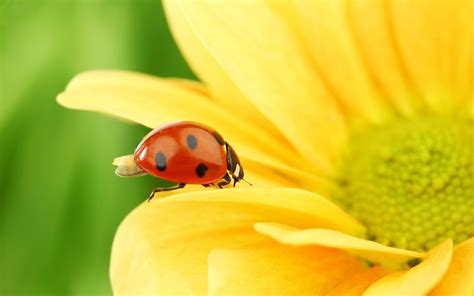 Ladybug walking on a yellow flower