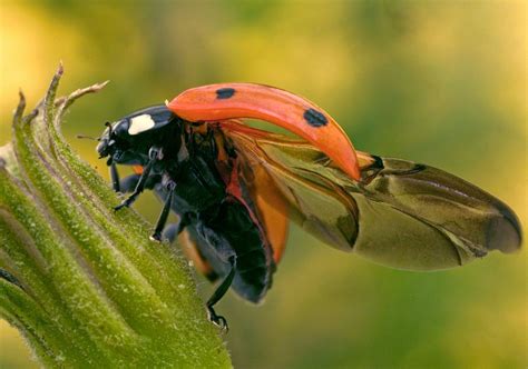 Ladybugs Pack Wings and Engineering Secrets in Tidy ...