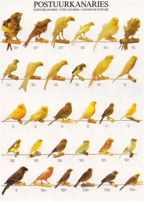 ladygouldianfinch.com   Bird Posters
