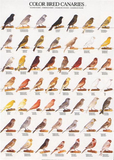 ladygouldianfinch.com   Bird Posters