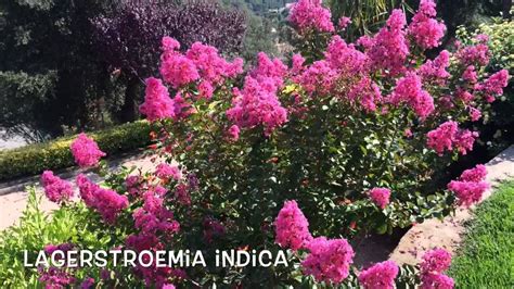 Lagerstroemia indica. Garden Center online Costa Brava ...