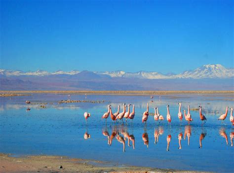 Laguna Chaxa en Reserva Nacional Los Flamencos. Foto de ...