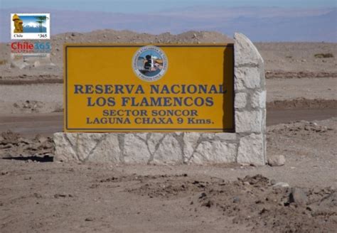 Laguna Chaxa. Reserva Nacional Los Flamencos