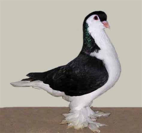 Lahore pigeon   Wikipedia