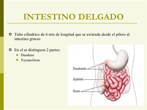 Lamina del grueso y delgado   Imagui