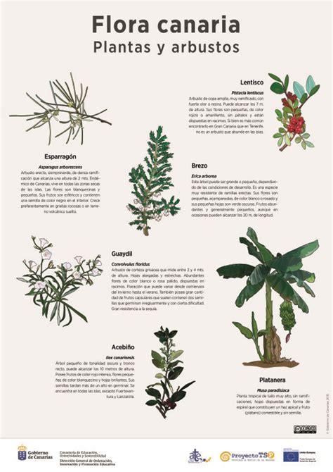 Lámina: plantas y arbustos » Recursos educativos digitales