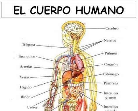 laminas cuerpo humano | C. MEDI | Pinterest | Cuerpo ...