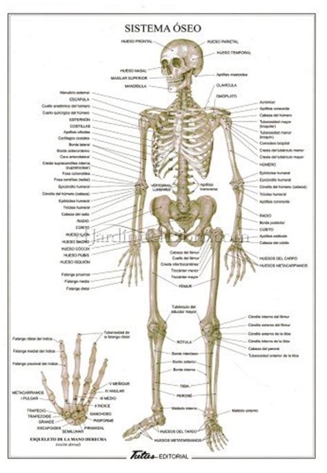 laminas del sistema esqueletico y muscular l 225 mina ...