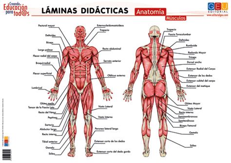 Laminas didacticas. anatomia. musculos