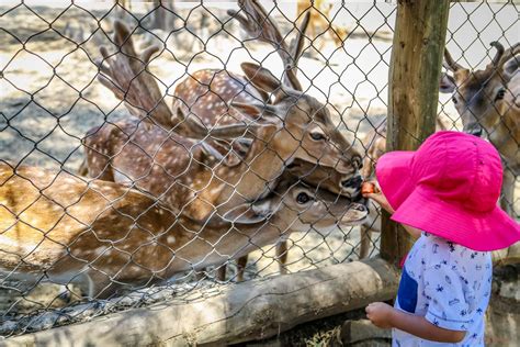 Lampa Zoo: precio, ubicación y fotos!   Minimalista