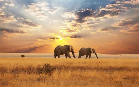 Landscapes of Africa, Elephants Sunse   Pixdaus