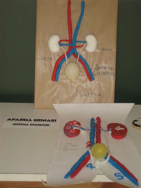 Lapbook Sistema Circulatorio   Cerca amb Google | el cos ...
