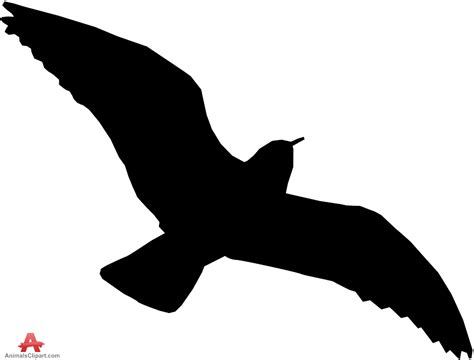 Large gull clipart   Clipground