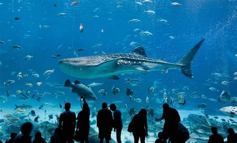 Largest Aquarium In The World  With Pictures