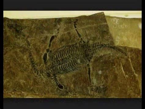 Lariosaurus Sus restos fósiles, hallados en España   YouTube