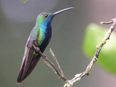 Las 10 aves más comunes de la Ciudad de México