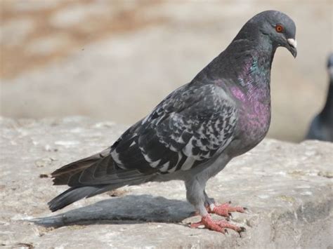 Las 10 aves más comunes de la Ciudad de México