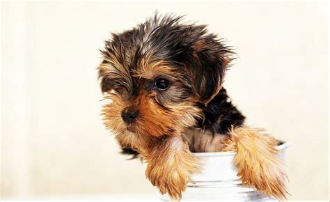 Las 10 mejores fotografías de razas de perros pequeños
