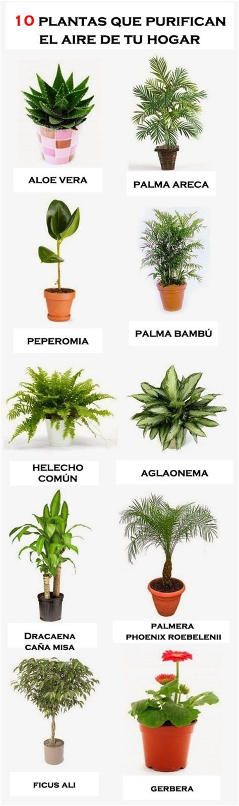 Las 10 mejores plantas para purificar el aire en casa # ...