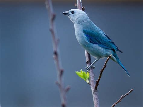 Las 100 especies más hermosas de aves del Quindio