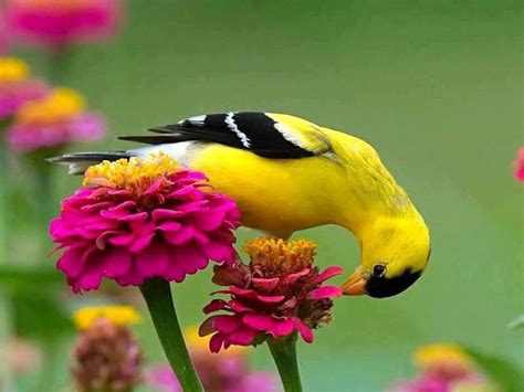 Las 108 mejores imágenes sobre Aves unicas en el mundo en ...