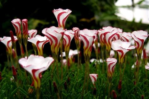 Las 15 flores más exóticas del mundo   Notas   La Bioguía