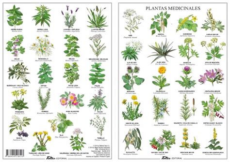Las 15 mejores plantas medicinales: usos y efectos naturales