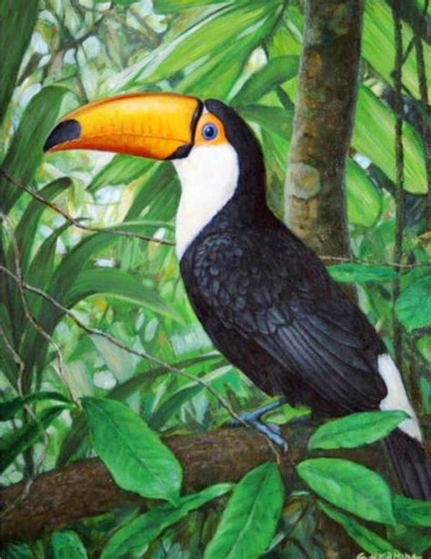 Las 25 mejores ideas sobre Aves Tropicales en Pinterest y ...