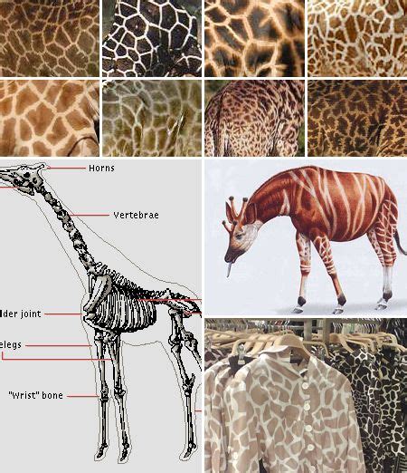 Las 25+ mejores ideas sobre Ilustración de jirafa en ...
