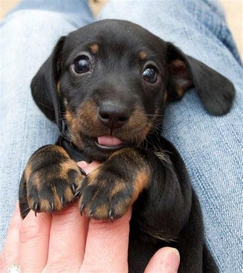 Las 25+ mejores ideas sobre Perros pequeños en Pinterest ...