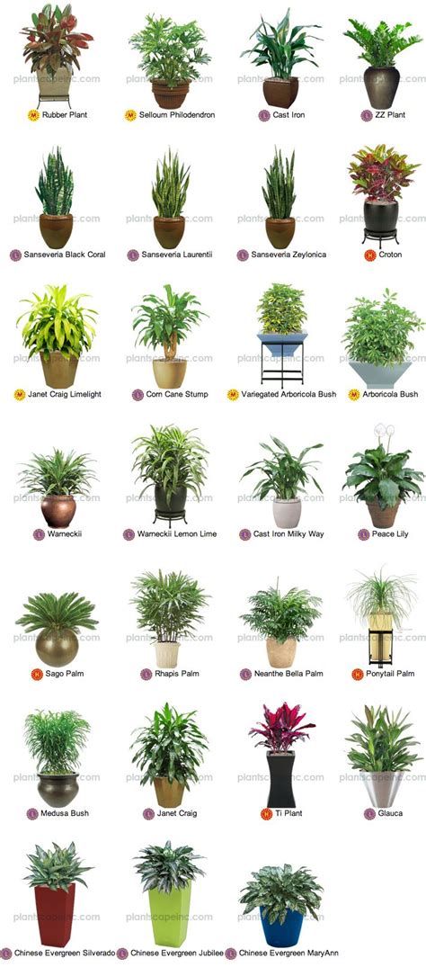 Las 25+ mejores ideas sobre Plantas de interior en ...
