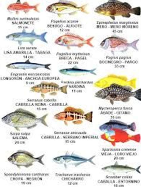 Las 25+ mejores ideas sobre Tipos de peces en Pinterest ...