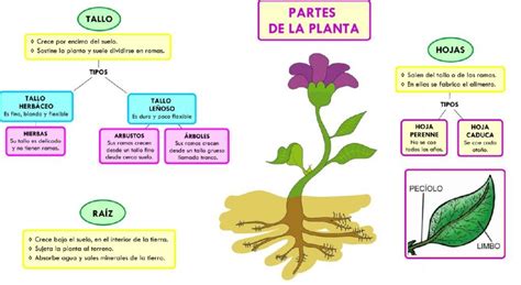 Las 3 funciones principales de las plantas