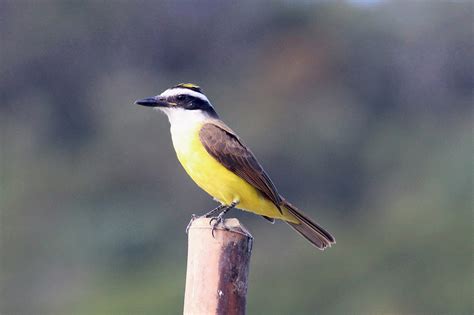 Las 40 especies mas hermosas de aves del Quindio ...