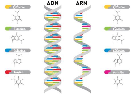 Las 5 diferencias entre el ADN y ARN que debes conocer
