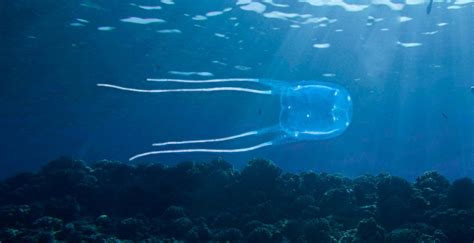 Las 5 medusas más venenosas