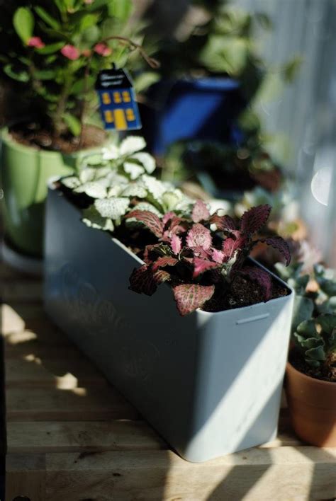 Las 5 mejores plantas para interiores poco luminosos | Plantas