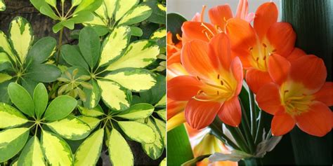 Las 5 plantas de interior más resistentes | Plantas