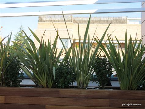 Las 6 mejores plantas de sol para terrazas y áticos ...
